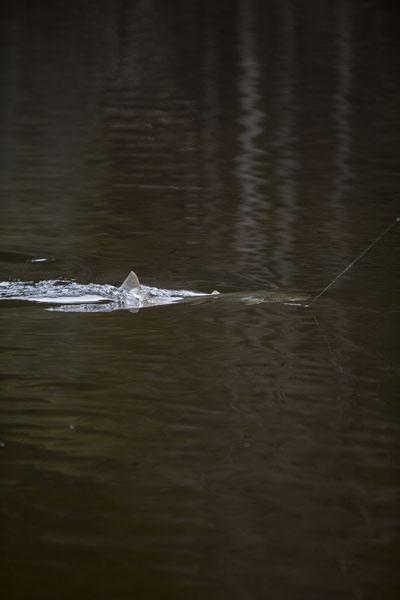 Photo Svanthe Harström.  River Ljungan Sweden