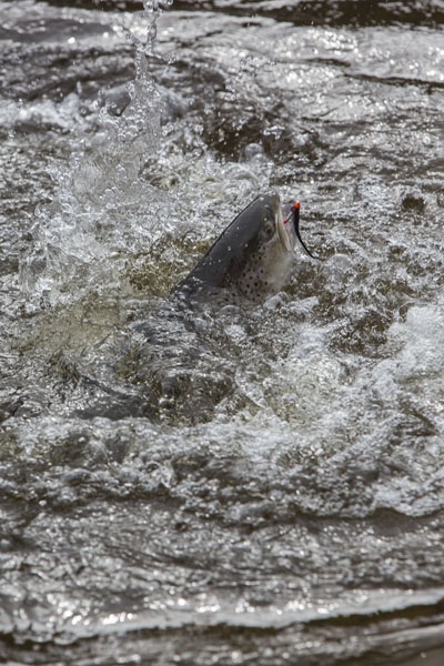 Photo Svanthe Harström. River Ljungan, Sweden, Klaras