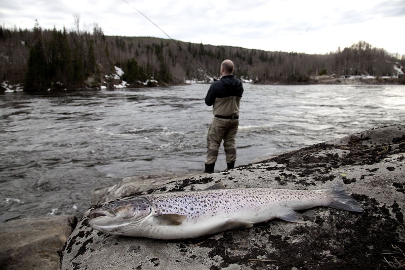 Photo Svanthe Harström Seatrout fishing. Spinning. River Ljungan, Sweden