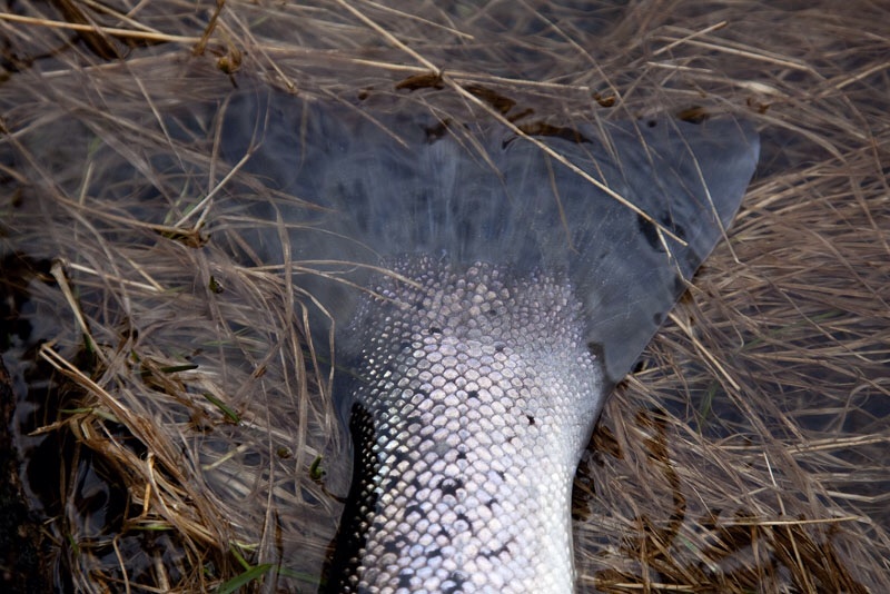 Photo Svanthe Harström Seatrout