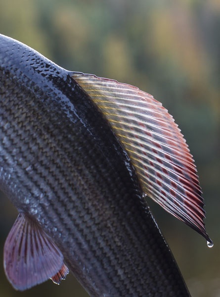 Photo Svanthe Harström Autumn Greyling