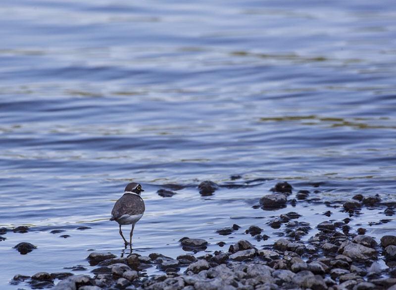 Photo Svanthe Harström Little Ringed Plover. Mindre Standpipare