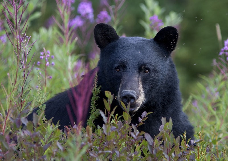 Photo Svanthe Harström Blackbear, Whistler Mountain. Beautiful!