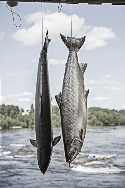 Photo Svanthe Harström Two Salmons