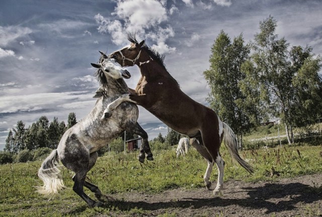 Photo Svanthe Harström Horses