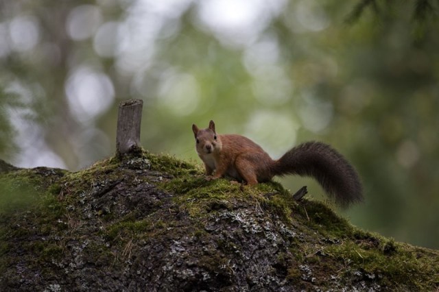 Photo Svanthe Harström Squirrel