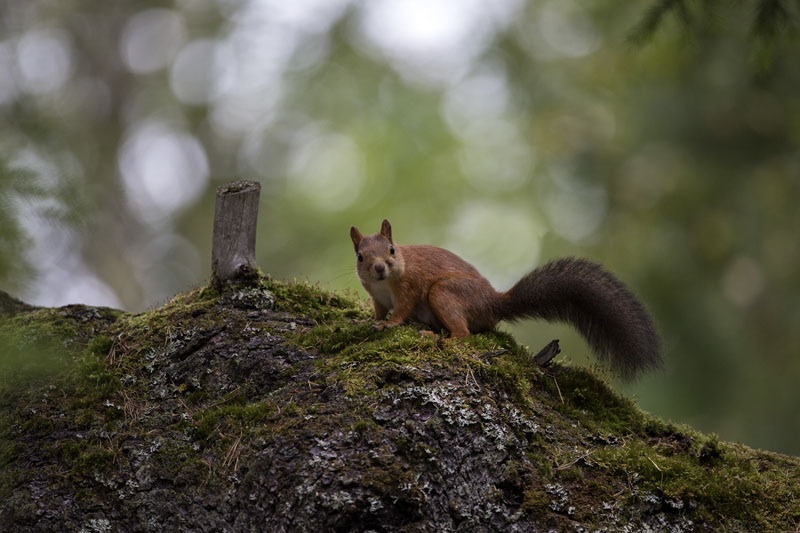 Photo Svanthe Harström Squirrel