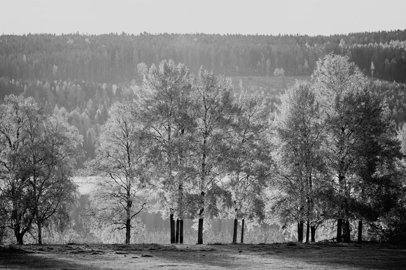 Photo Svanthe Harström Autumn trees, Näset, Sweden
