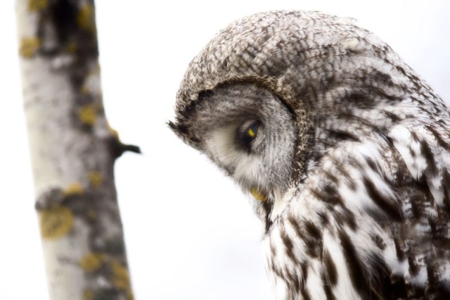 Photo Svanthe Harström Grey Owl in aspen Lappuggla i asp