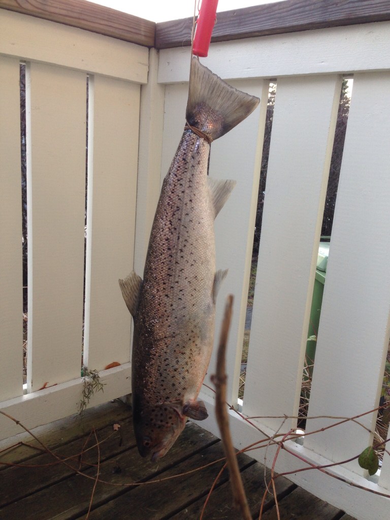 Fenklippt havsöring till stekpannan. Foto Leo Oras