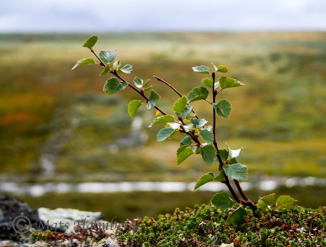 Foto Mats Holmberg Liten björk på Hamrafjället 