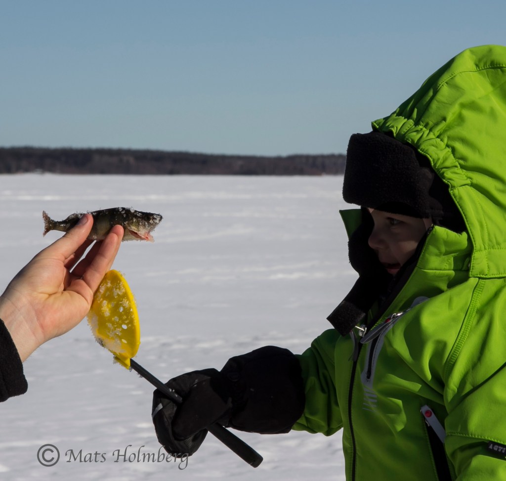 Foto Mats Holmberg Melvin med nyfångad abborre