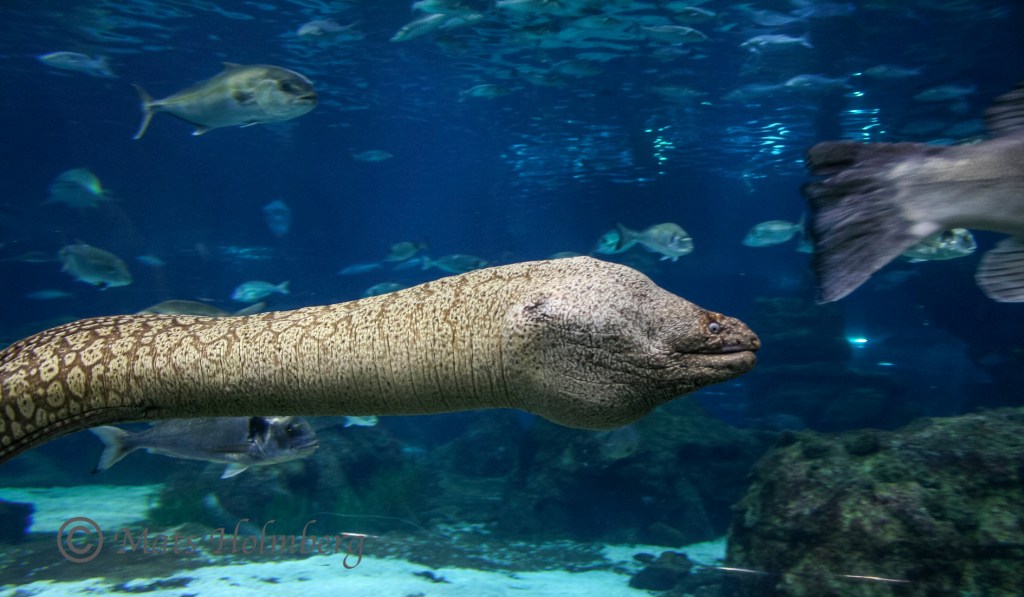 Foto Mats Holmberg Muräna nära i medelhavsakvariet