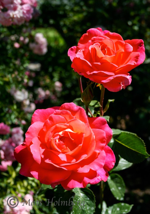 Foto Mats Holmberg Röda rosor Butcharts Garden 
