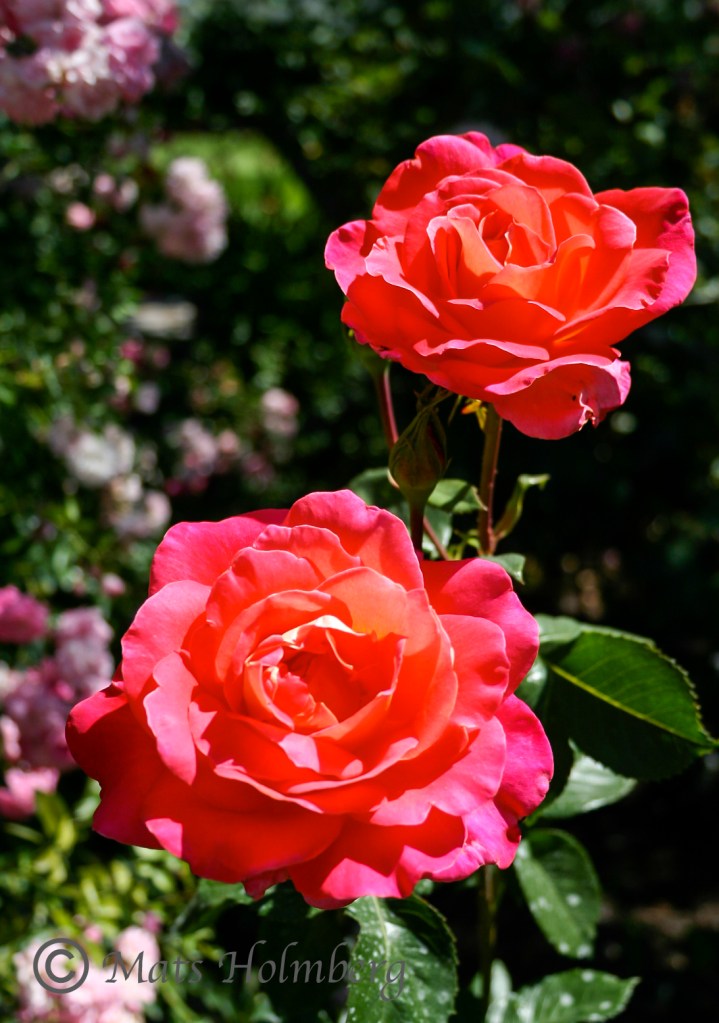 Foto Mats Holmberg Röda rosor Butcharts Garden