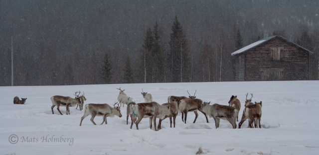 Foto Mats Holmberg Renar i närheten av Bjurholm C