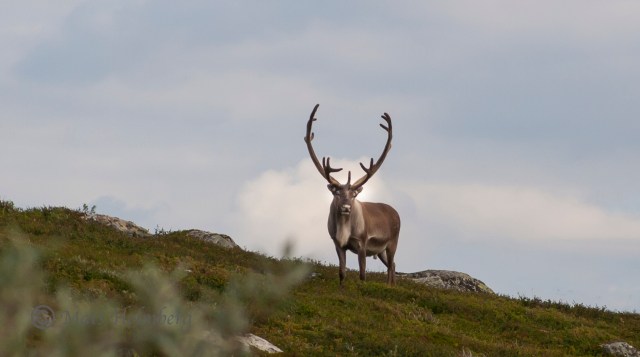 Foto Mats Holmberg Rentjur på Storkläppen mot Svansjön