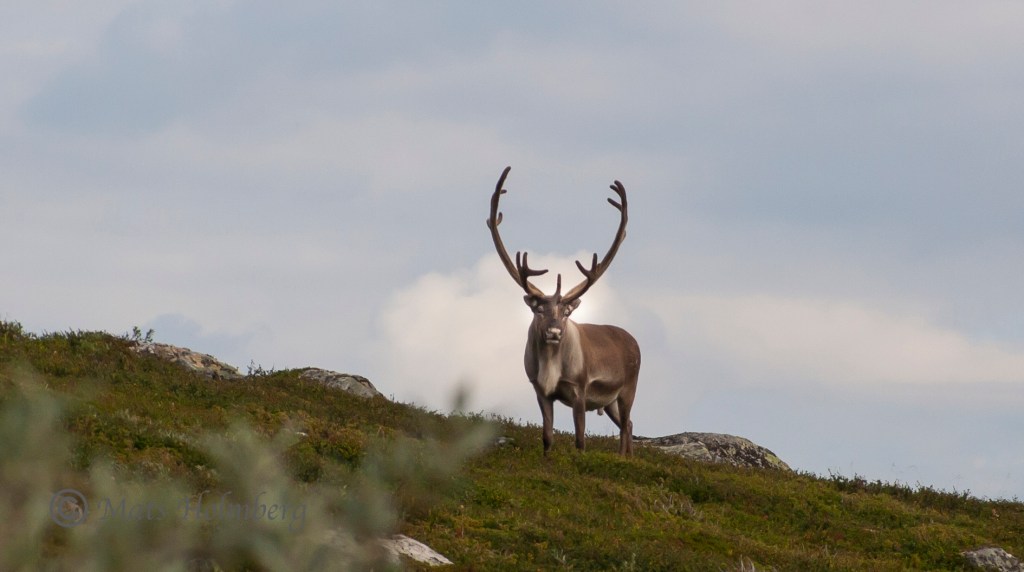Foto Mats Holmberg Rentjur på Storkläppen mot Svansjön