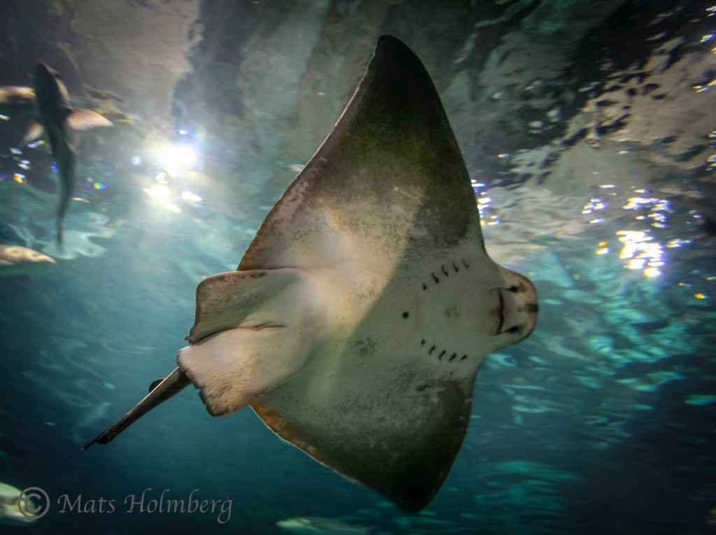 Foto Mats Holmberg Rocka i medelhavsakvariet