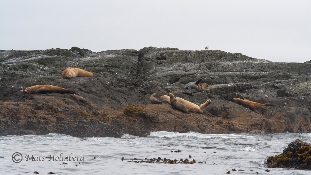 Foto Mats Holmberg Sälar på klippa Vancouver Island