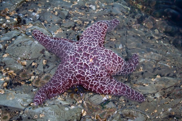 Foto Mats Holmberg Sjöstjärna på klippa Vancouver Island 