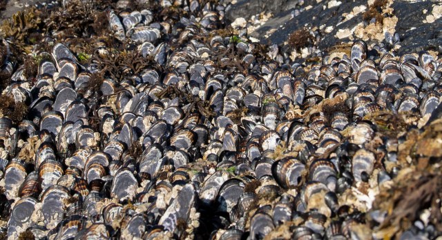 Foto Mats Holmberg Snäckor står i parad Vancouver Island 
