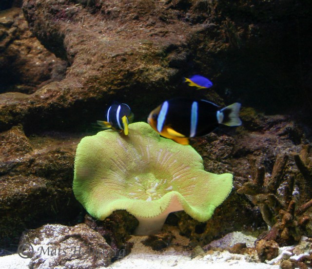 Foto Mats Holmberg Svamp på botten 