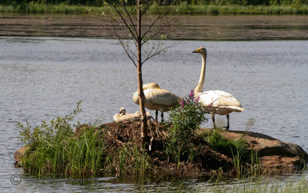 Foto Mats Holmberg Svanfamilj på ö i Kvarnträsket C