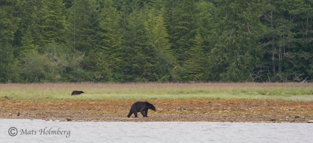 Foto Mats Holmberg Svartbjörn på strand Vancouver Island  