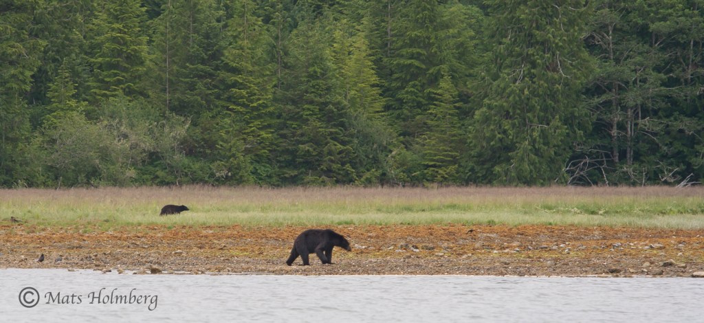Foto Mats Holmberg Svartbjörn på strand Vancouver Island