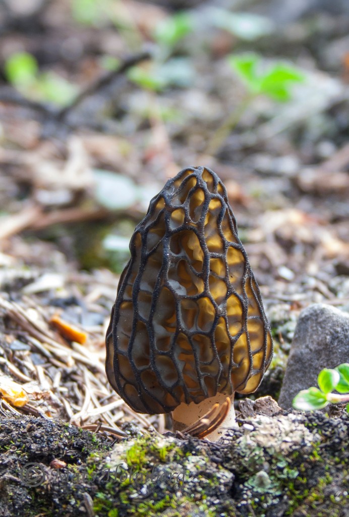 Foto Mats Holmberg Toppmurkla i Banff