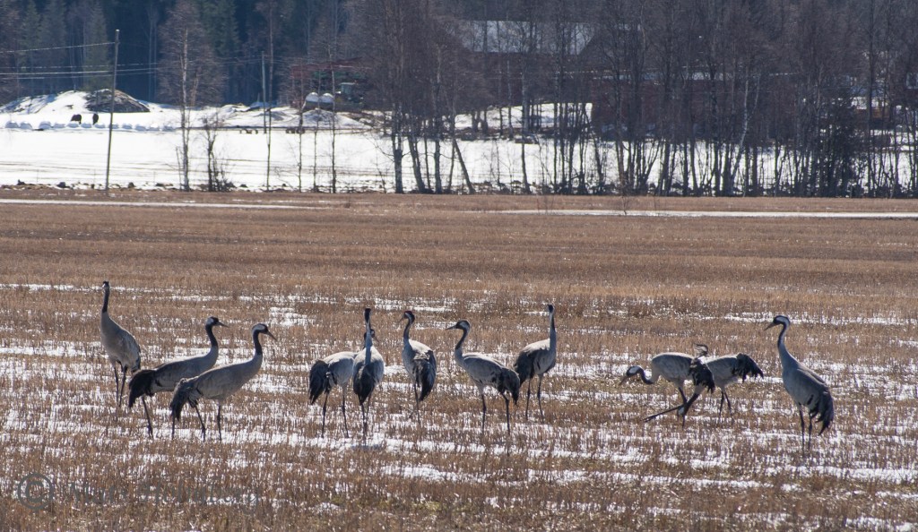 Foto Mats Holmberg Tranor på åker vid E4 Hörnefors
