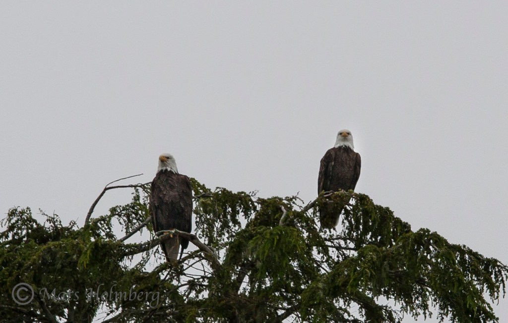 Foto Mats Holmberg Vithövdade havsörnar Vancouver Island