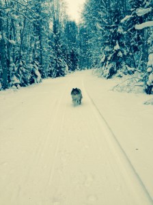 Foto Leo Oras Vägen ner till Allsta Fiskecamp är oplogad.