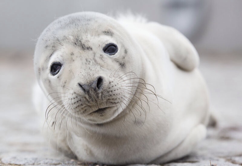 Photo Svanthe Harström