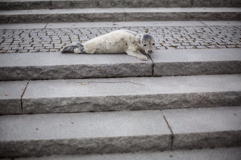 Photo Svanthe Harström