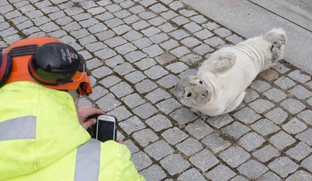 Photo Svanthe Harström