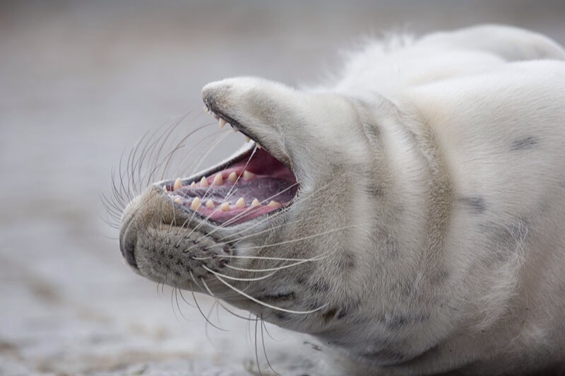 Photo Svanthe Harström