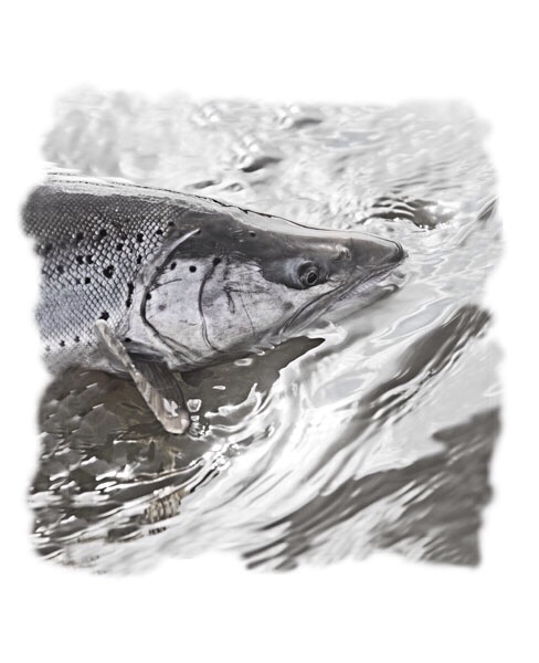 Photo Svanthe Harström