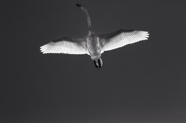 Photo Svanthe Harström