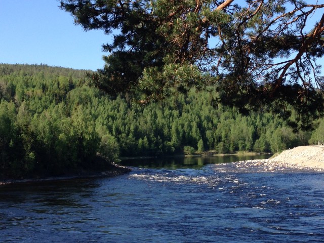 Ljungan en av Sveiges 16 vildlaxälvar. Photo Leo Oras
