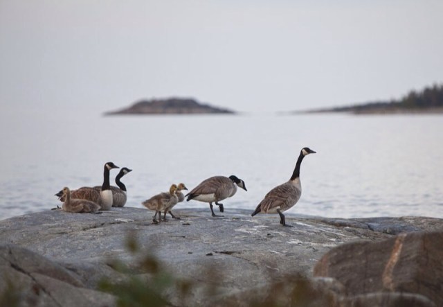 Photo Svanthe Harström