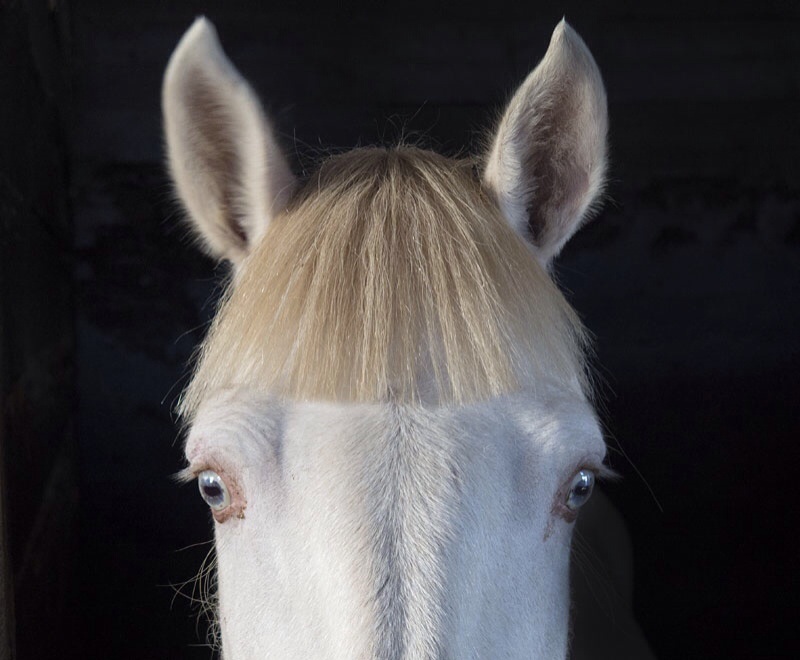 Photo Svanthe Harström