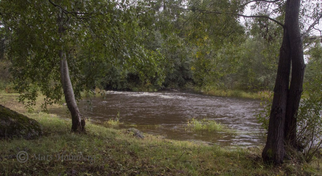 Stångåns utlopp i Ljungan Foto Mats Holmberg