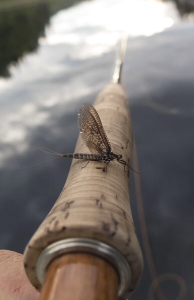 Photo Svanthe Harström