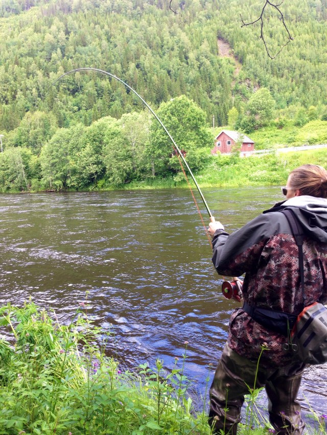 Big salmon fight in Stjørdalselva, Norway
