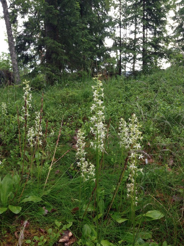 Nattviol (Platanthera bifolia)
