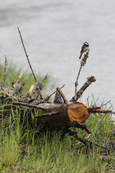 Photo Svanthe Harström