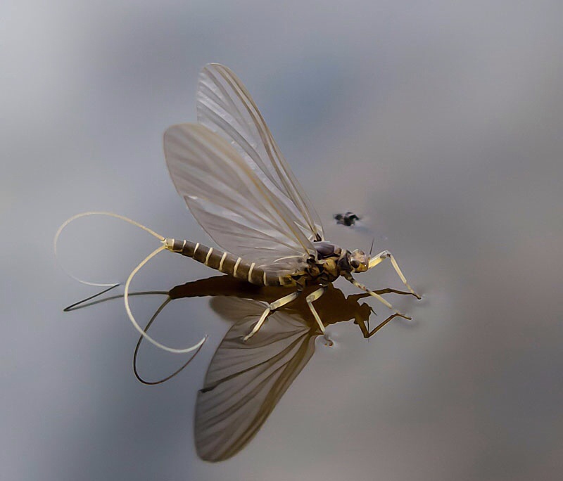 Photo Svanthe Harström