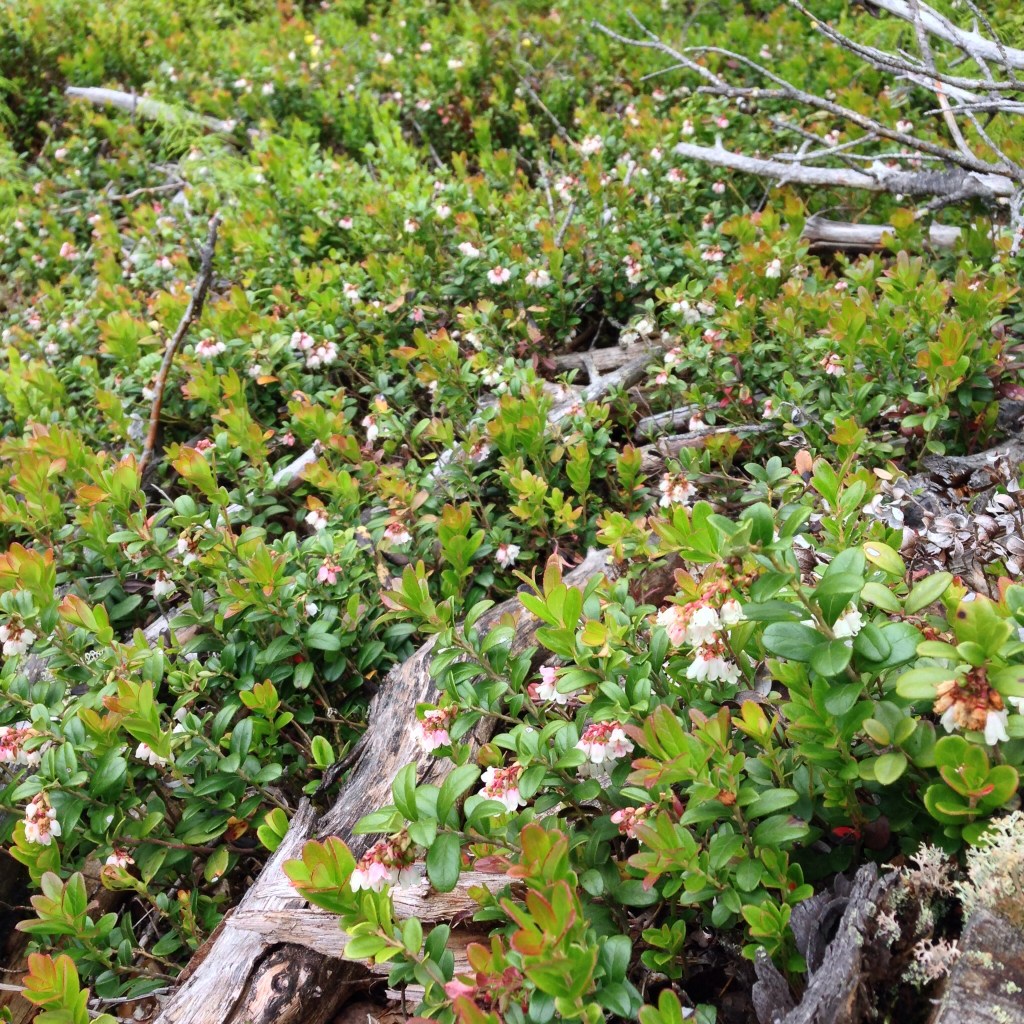 Photo Leo Oras Vaccinium vitis-idaea (lingonberry or cowberry) - Lingon
